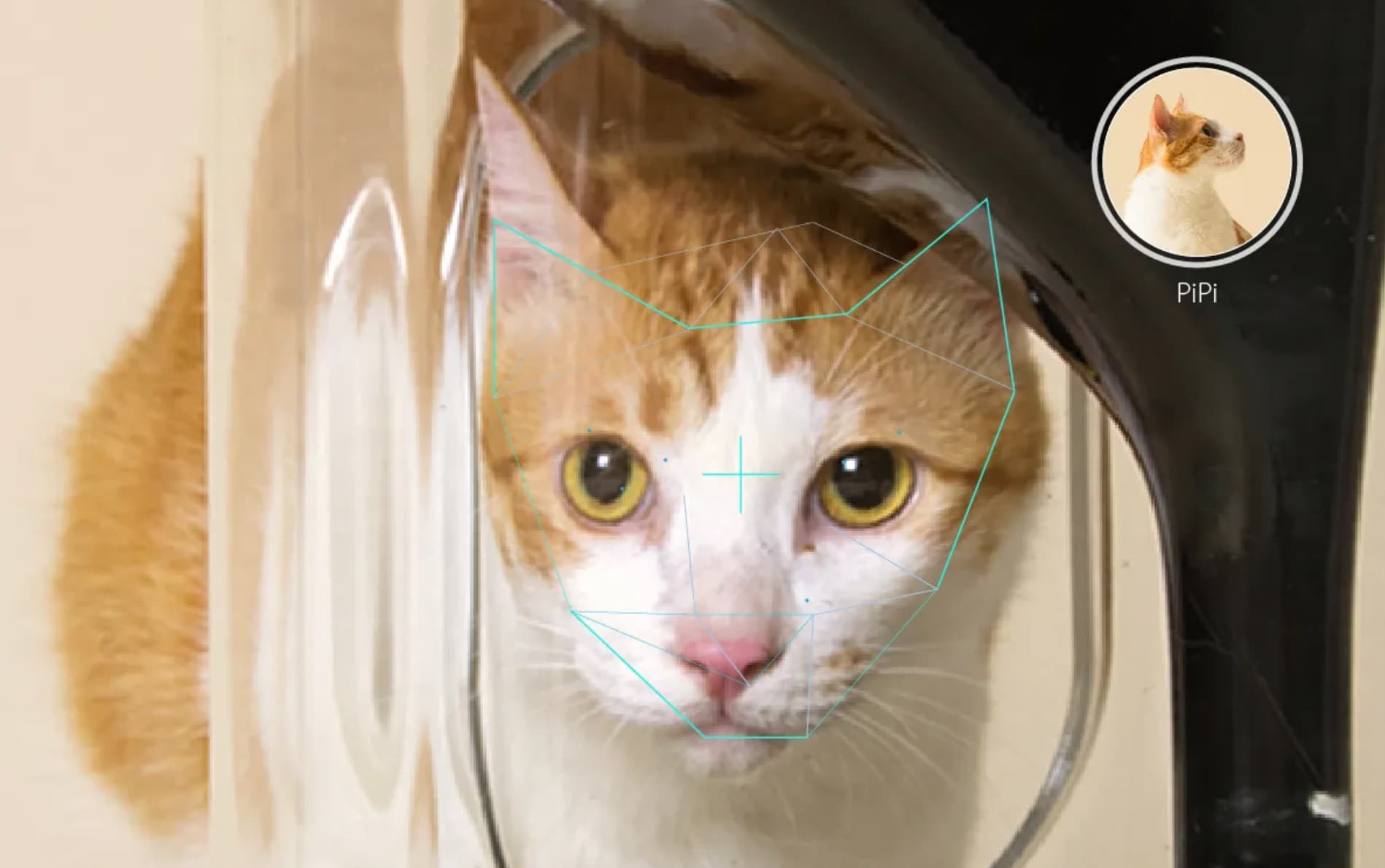 “We now have facial recognition software for cats.”